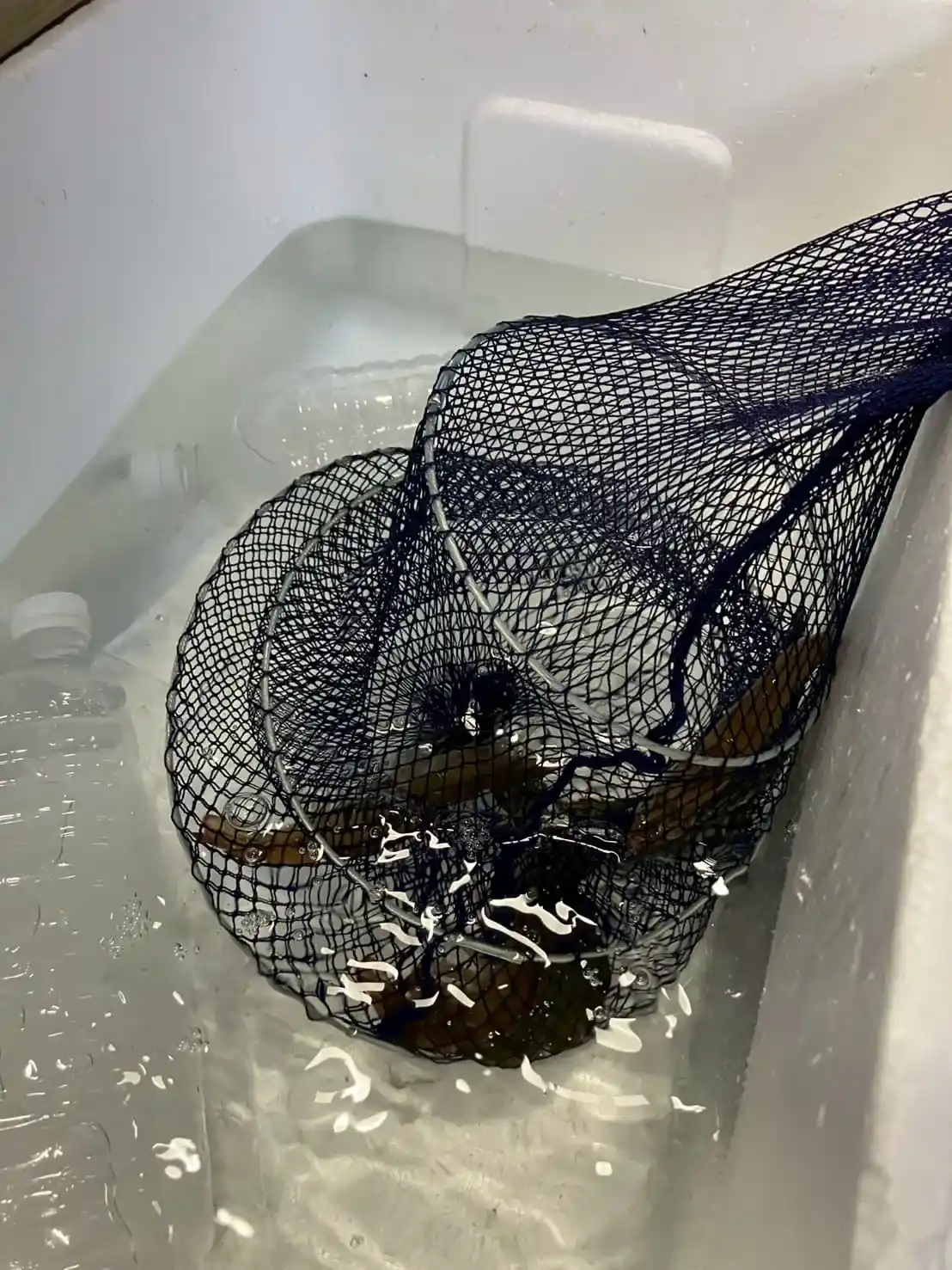 クーラーボックスの氷水にエビを入れている様子、または氷締めされたエビの画像
