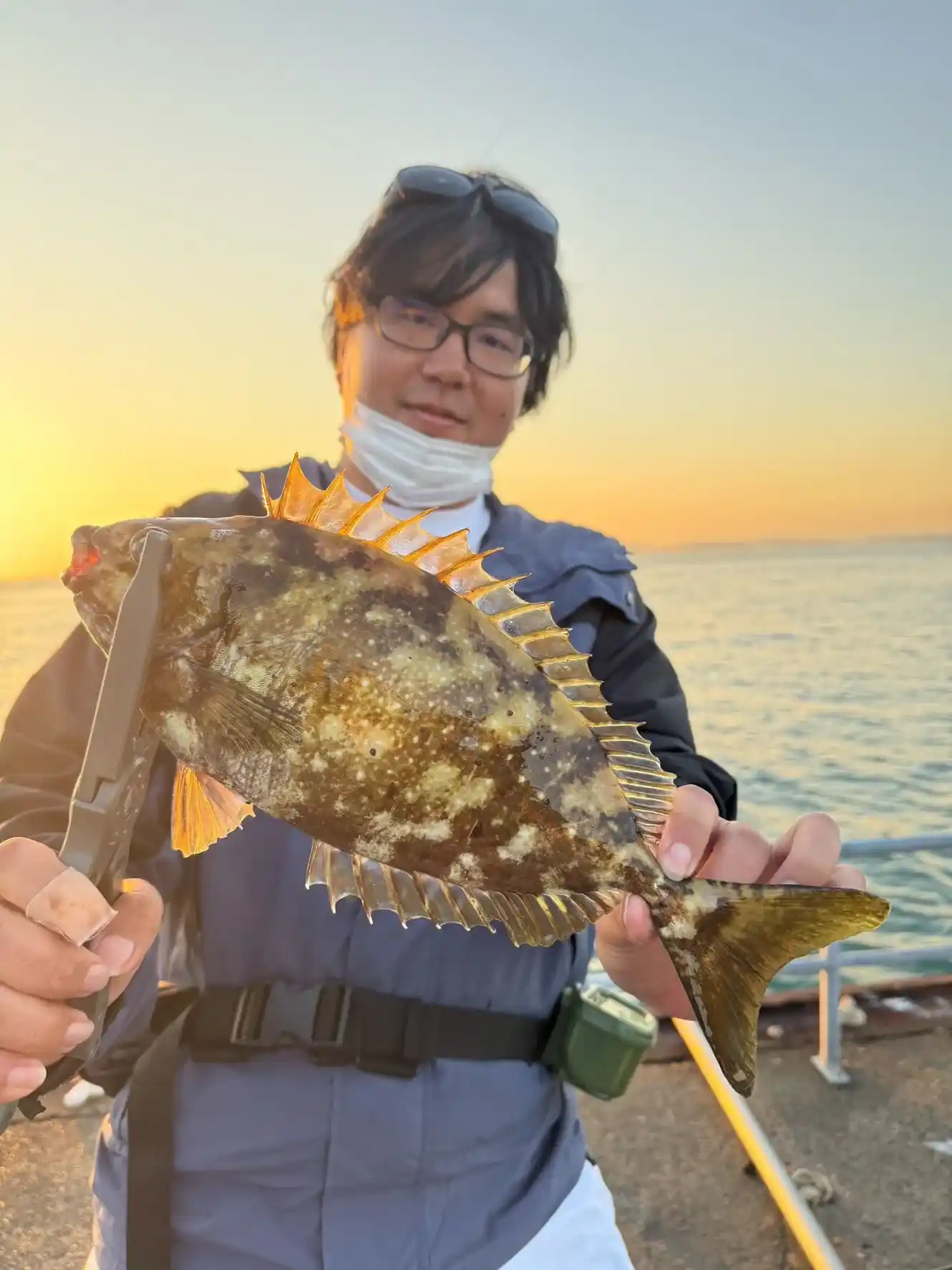 アイゴの釣果