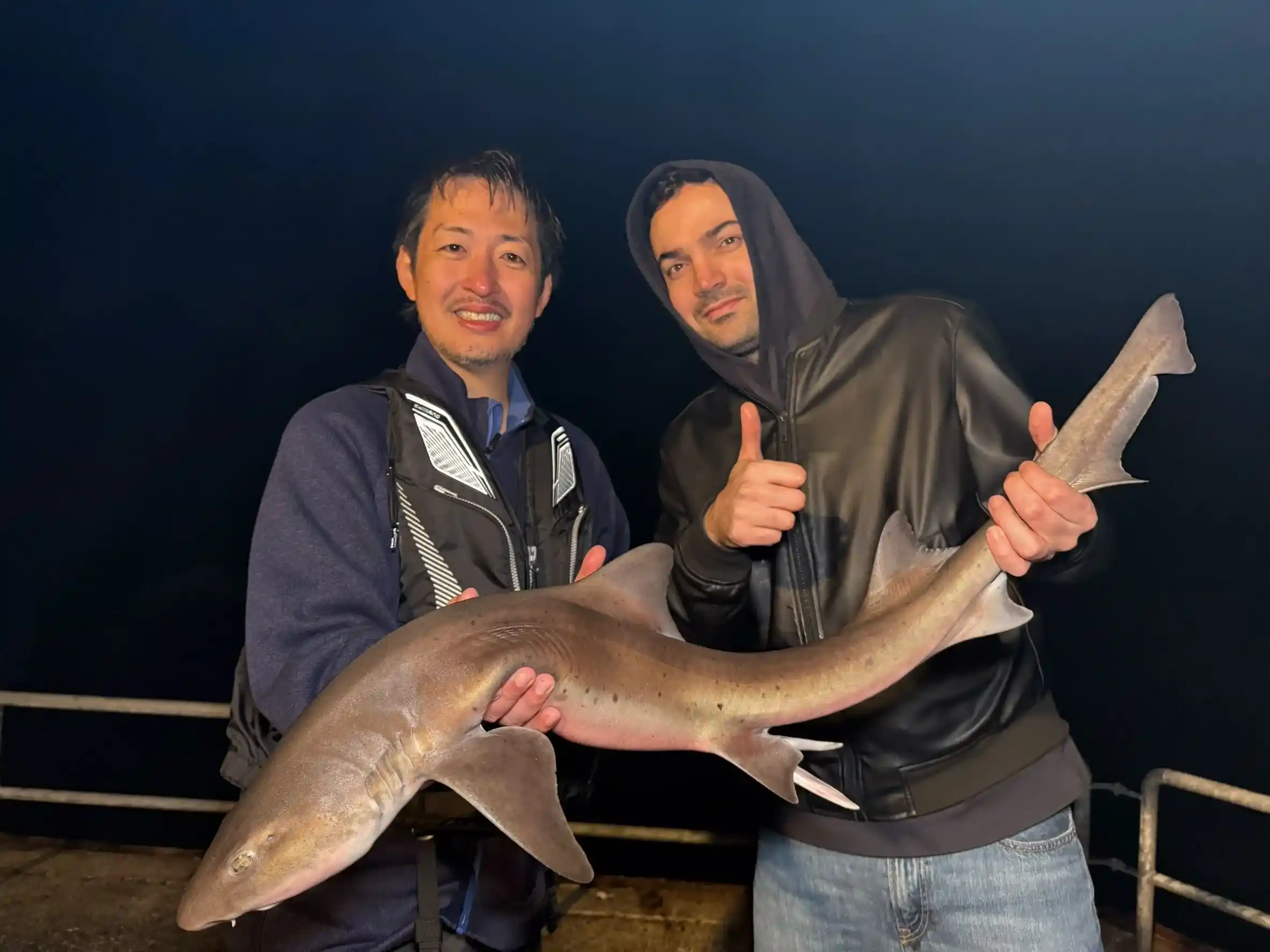 ドチザメの釣果