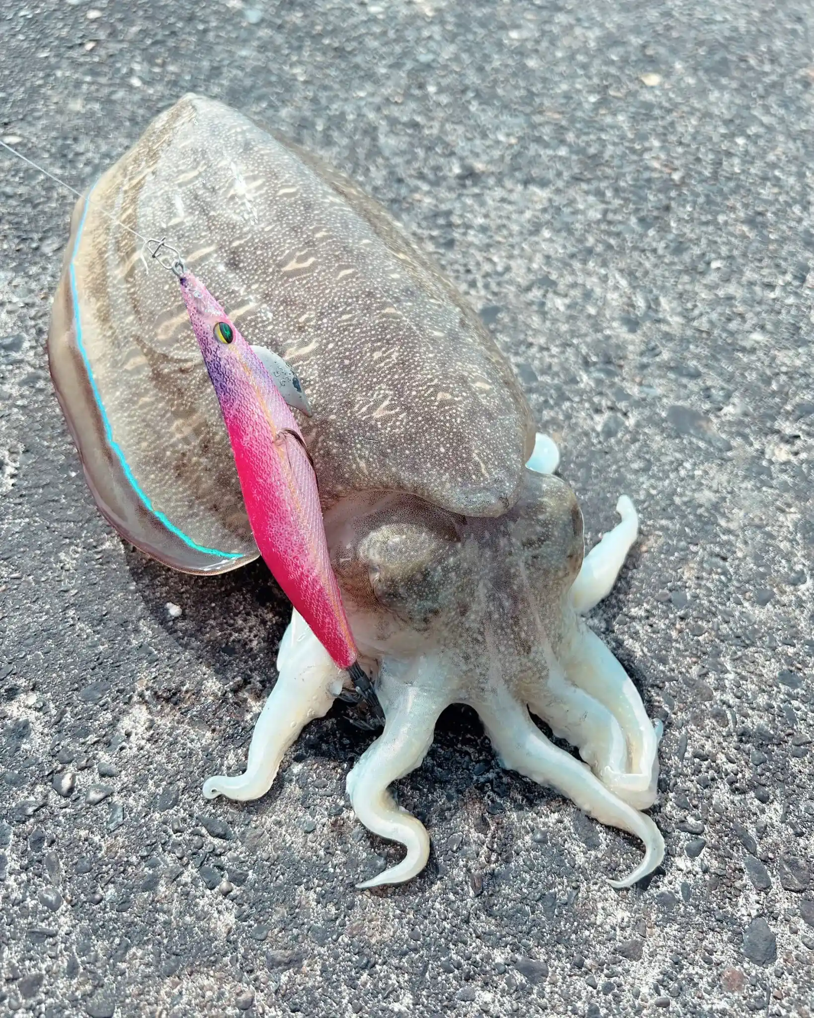 コウイカの釣果