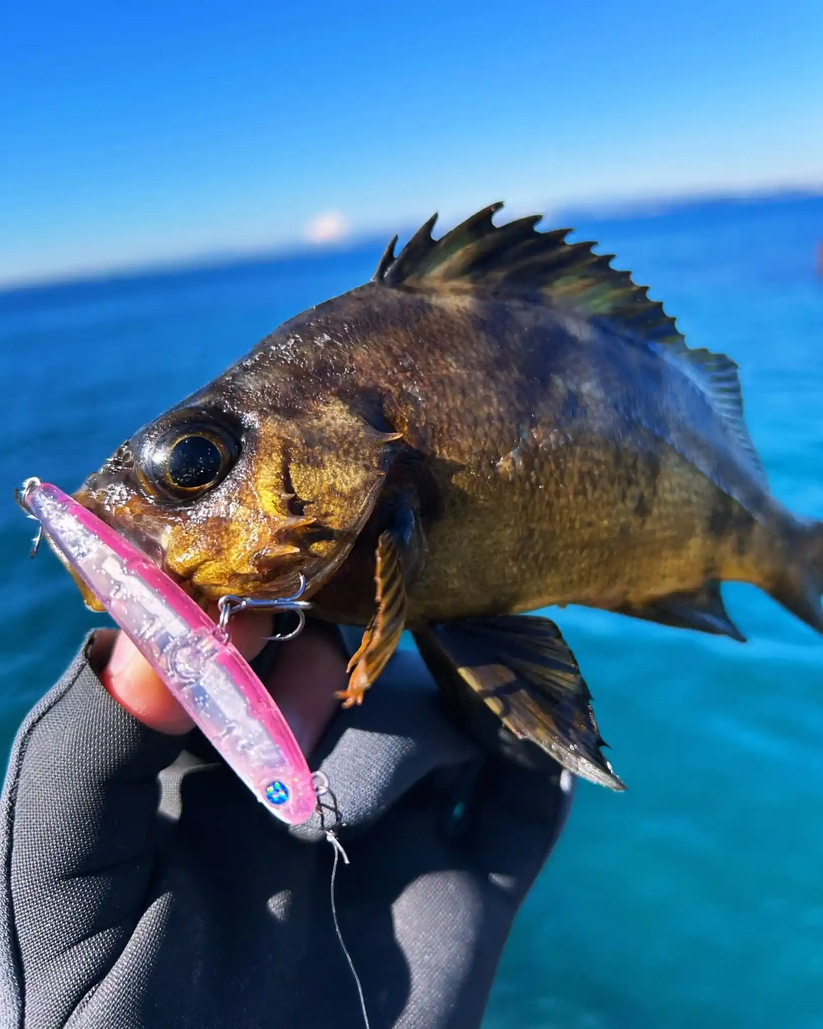メバルの釣果