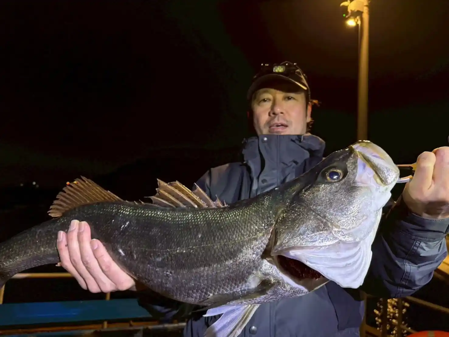スズキの釣果